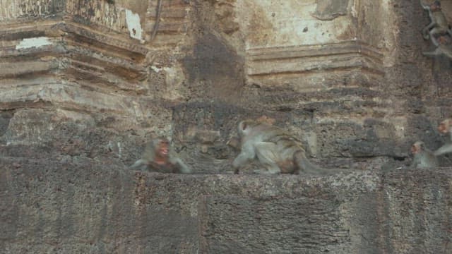 Troop of Monkeys Playing and Fighting on Ancient Stone Ruins