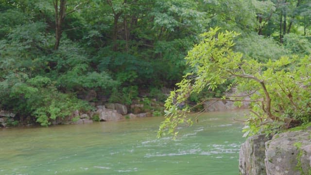 Tranquil river surrounded by lush greenery