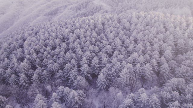 Aerial View of Snow-Covered Forest