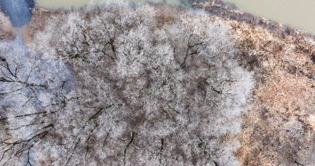 Snow-covered desolate forest full of leafless winter bare trees