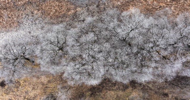 Dry winter forest lined with frosty trees