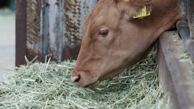 Face of Cow Eating Its Feed