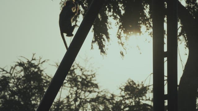 Silhouette of a Monkey Climbing a sStructure with Sunset in the Background