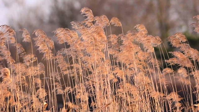 Golden reeds swaying gently outdoors at sunset.