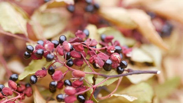 Leaves and fruits used as spices in nature