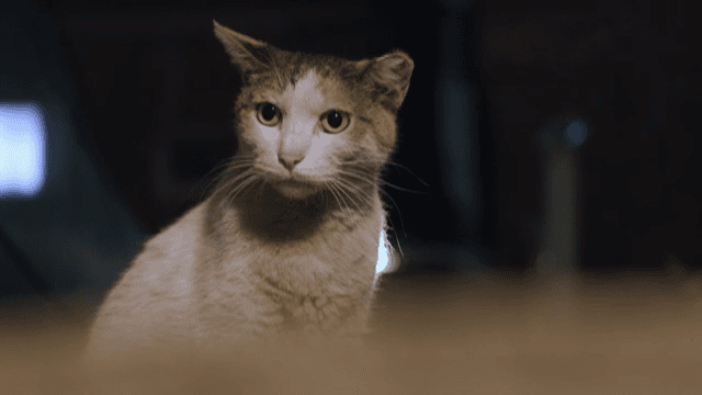 Stray cats roaming the alleys at night