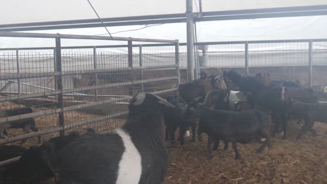 Goats Living Inside a Livestock Enclosure