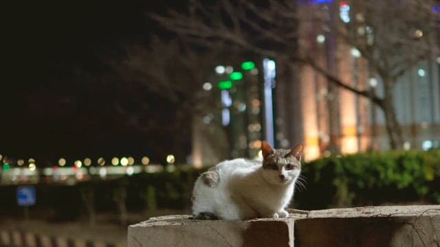 Cat Sitting on Wall Against City Lights at Night