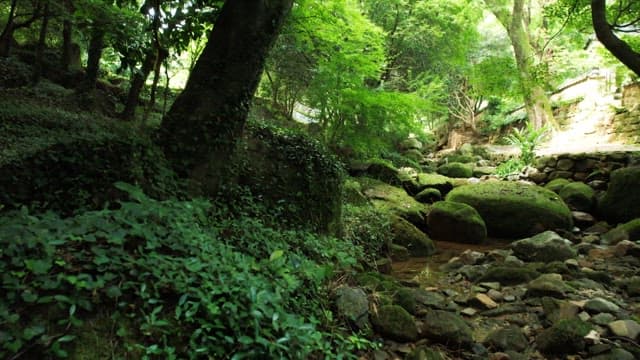A lush green forest with moss-covered rocks