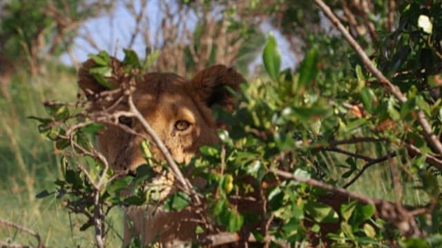 Lioness Hiding Behind Shrubs