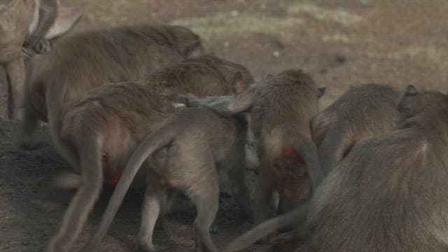 Monkeys Showing Aggressive Behavior Towards Each Other