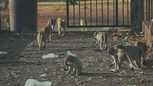 Monkeys Wandering Around Streets Filled with Trash