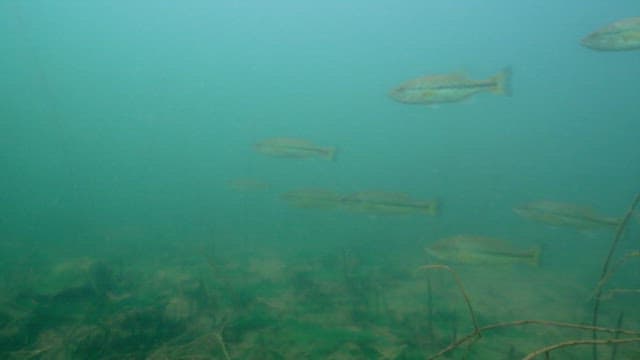 School of fish swimming underwater in a lake