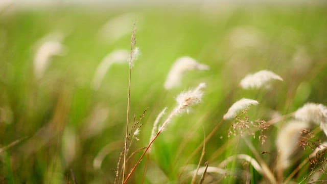 Fluffy grass in a field