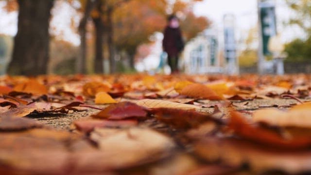 Fallen leaves on the street