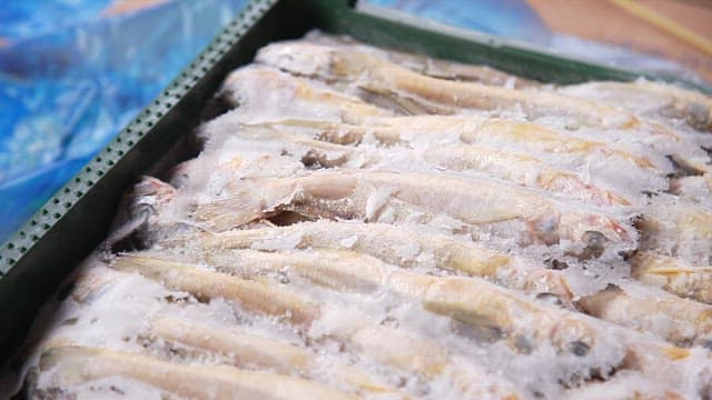Frozen corvina neatly displayed in a container box