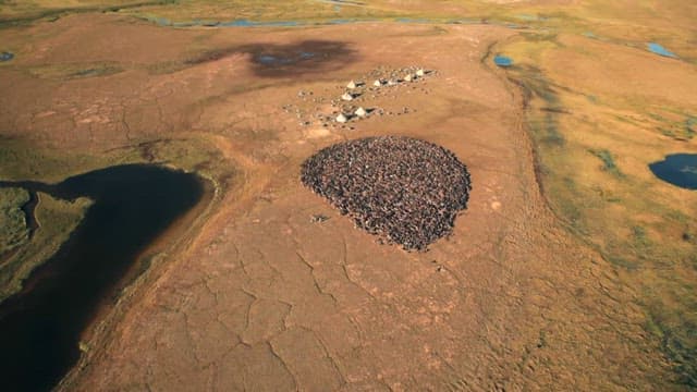 Wildlife Migration on Plains