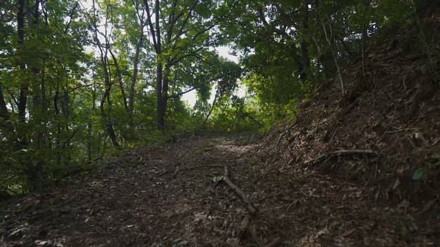 Walking Path Through a Tranquil Forest