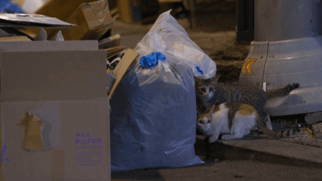 Cats Foraging Amongst Urban Waste at Night