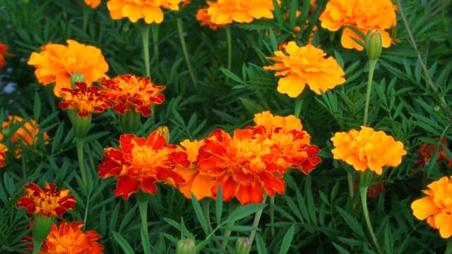 Vibrant marigolds blooming in a garden