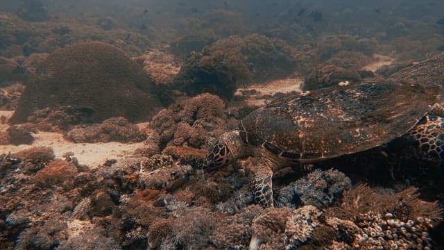 Sea Turtle Eating Seaweed in the Sea