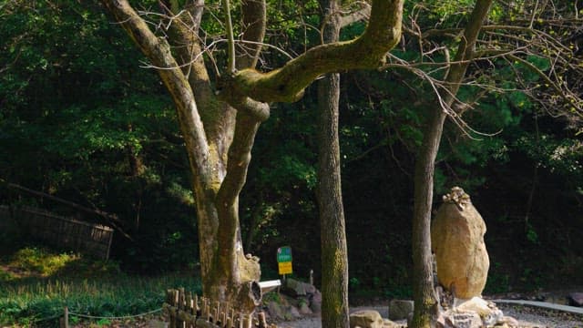 Moss-covered trees with budding leaves in a serene forest
