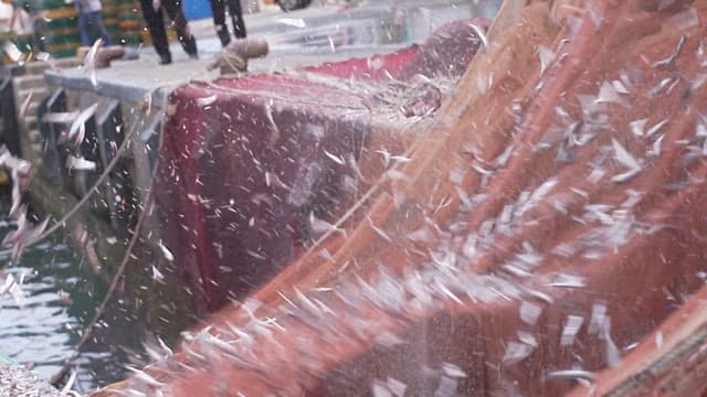 Unloading a bounty of small fish on a dock