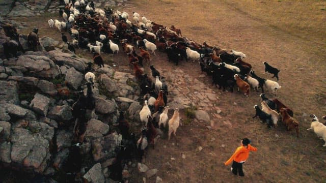 Herding Sheep Across Rugged Terrain