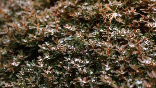 Plants with morning dew