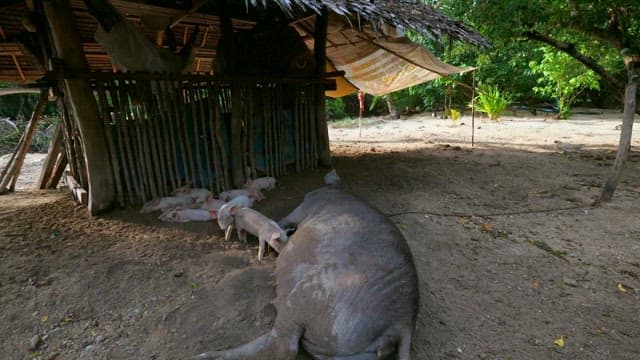 Piglets drinking their mother's milk