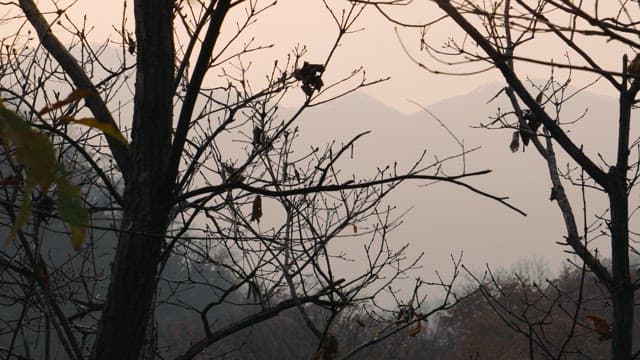 Tranquil Forest at Twilight