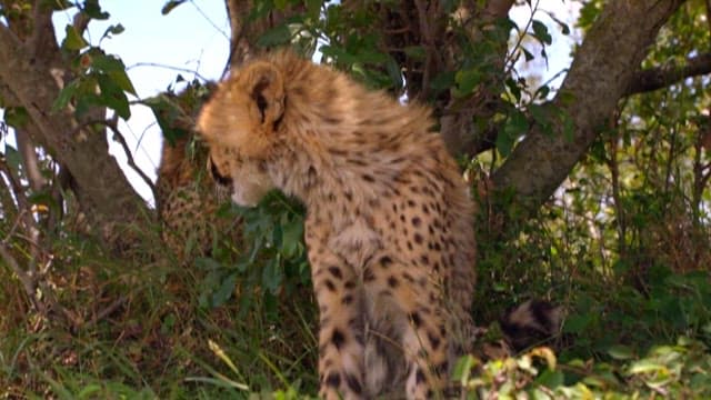 Young Cheetah Under the Shade of a Tree in the Savannah