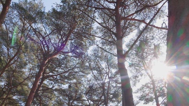 Sunlight filtering through the forest trees.