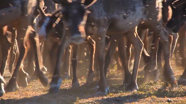 Close-up of Reindeer Herd in Sunlight