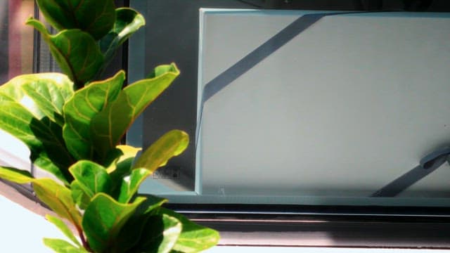 Leaves Receiving Sunlight in a Pot