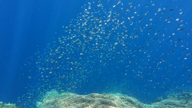 Vibrant coral reef with a school of fish