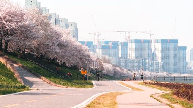 Cherry Blossoms Blooming Along an Urban Path