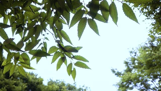 Sunlight filtering through green leaves