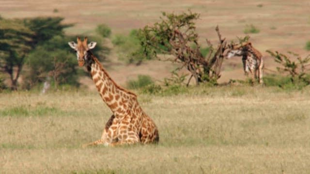Giraffe Sitting Serenely on the Savannah