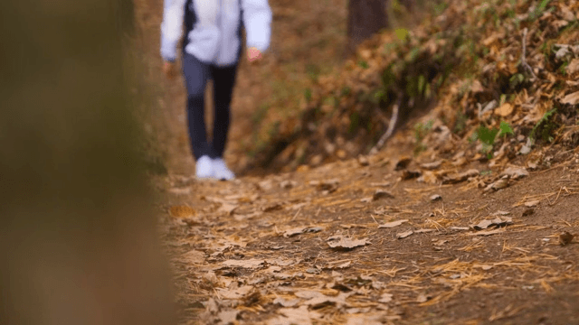 A leisurely walk through an autumn forest