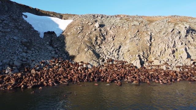 Herd of Walruse Congregating Along the Rocky Shoreline