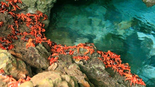Crabs around a natural blue pool in a cave