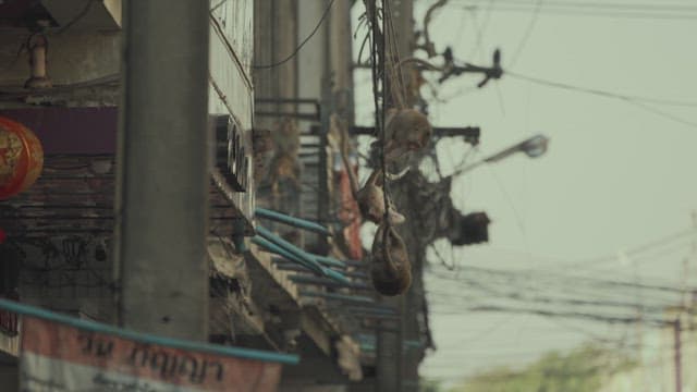 Monkeys Moving Between the Wires of a Telephone Pole