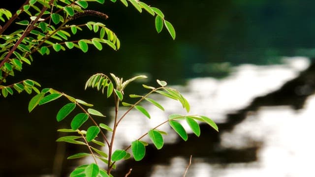 Branches with fresh green leaves by a calm waters