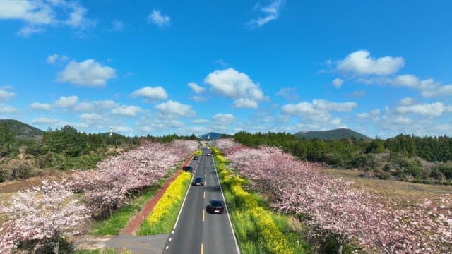 Scenic road lined with cherry blossoms