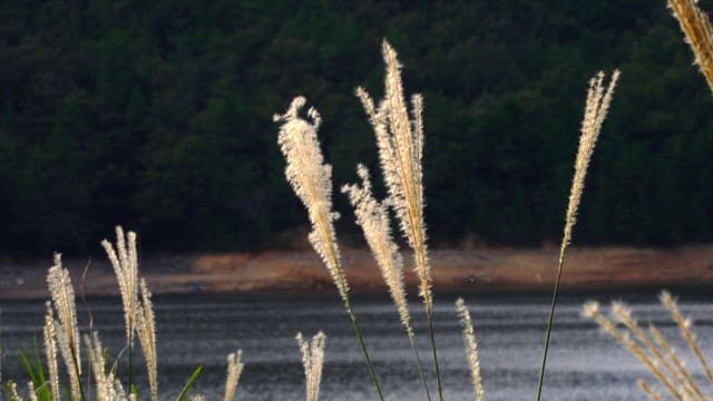 Pampas grass gently swaying in the calm lake breeze