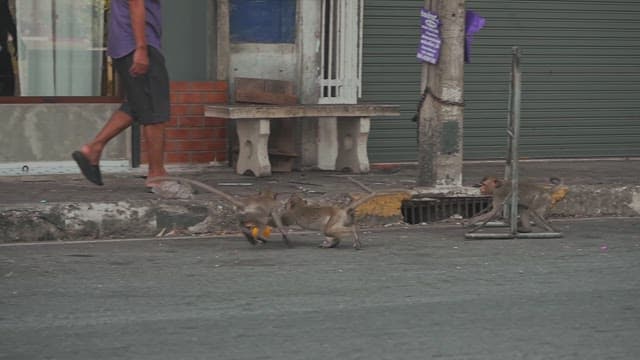 Monkeys Fighting for Feed