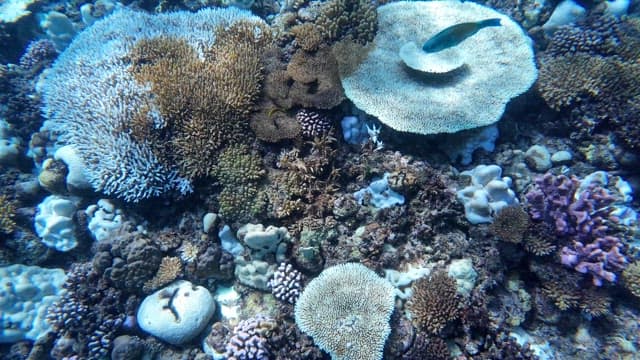Vibrant coral reef with diverse marine life