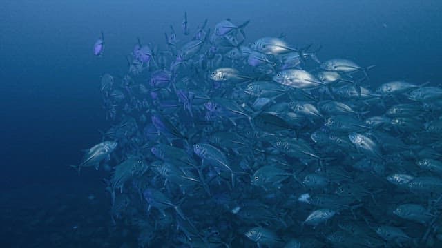 Shoal of fish in the deep blue ocean