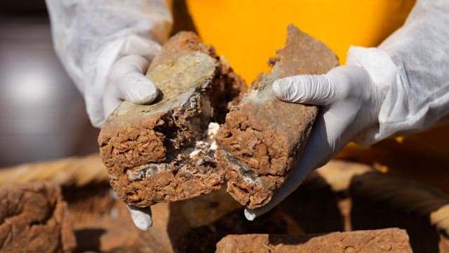 Hands in gloves inspecting aged fermented food, fermented soybean lump